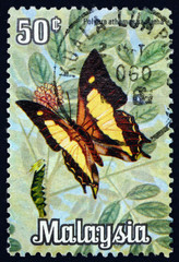 Fototapeta na wymiar Postage stamp Malaysia 1970 common nawab, butterfly