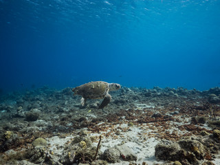 Obraz na płótnie Canvas Loggerhead Sea Turtle in coral reef of Caribbean Sea around Curacao