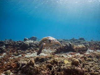 Loggerhead Sea Turtle in coral reef of Caribbean Sea around Curacao