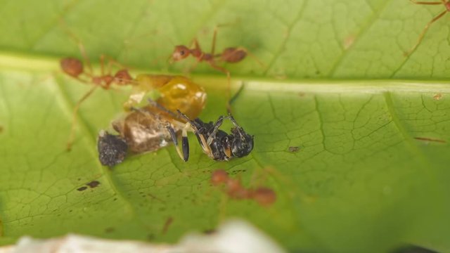 Vdo. Clip Top view a group of weaver ants or green tree ants hunting a black mud dauber wasp that just go out of pupates on green leaf background.