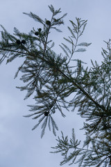 Outdoor silhouetted pine needle texture stem branch with blue sky in background