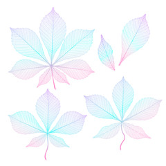 Set Leaf chestnut, isolated. Vector illustration. EPS 10