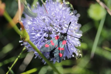 zygène de la coronille