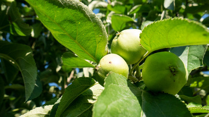 Unripe green apples in the garden. Harvest