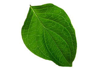 Obraz premium Green young leaf on a white background.