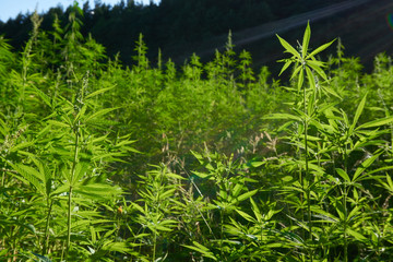 Hemp field in summer