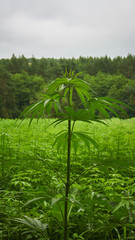 Hemp field in summer