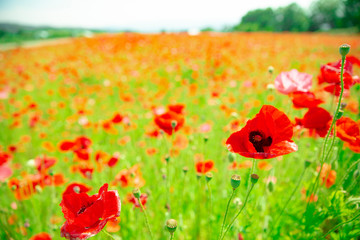 長野県喬木村伊久間のポピー園