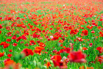 Fototapeta premium 長野県喬木村伊久間のポピー園