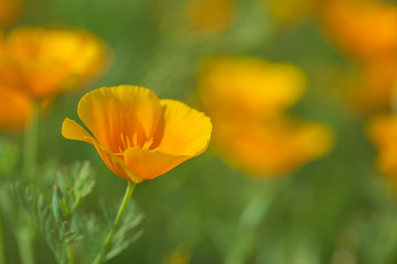黄色いのポピー　長野県喬木村伊久間のポピー園