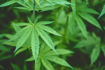 Hemp field in summer