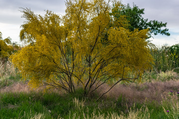 Paisaje mediterraneo - retama
