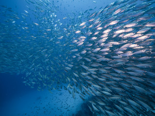 Bait ball in coral reef of Caribbean Sea around Curacao at dive site Playa Piskado