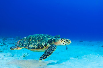 A lonely hawksbill turtle hanging out in the sand. The tropical conditions of the Caribbean sea make the perfect habitat for this marine animal. The reptile swims though the water on a single breath