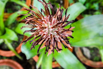 Amazing Red Flower like Sunflower.