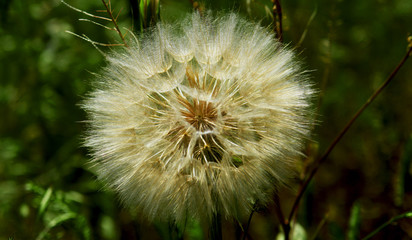 dandelion on green background