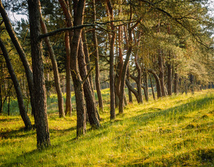 Fototapeta premium forest in sunset