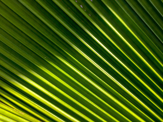 The natural pattern of green leaves is palm leaves.