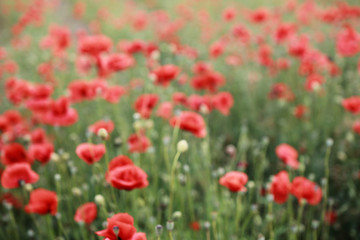 Obraz na płótnie Canvas Red abundant blooming blurred poppies in a green spring field in a countryside.