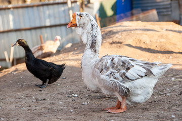 Geese on the farm. Farm Fat goose walks around the pen. Beautiful water bird. The goose on the farm...