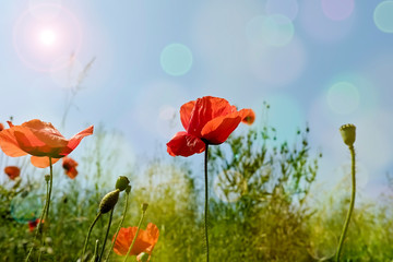 Poppy flowers in the sunlight