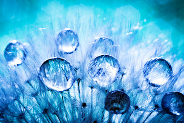 Beautiful dew drops on a dandelion seed. Macro. Beautiful soft light blue and violet background. Selective focus. Background with copy space.