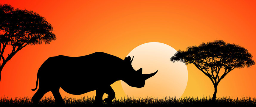 Wild African rhino at sunset. Silhouette of an African rhino. Rhino on the background of the sun and trees. African wild landscape. Sunset. Wildlife of Africa