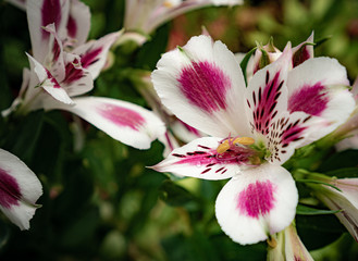 peruvian lily
