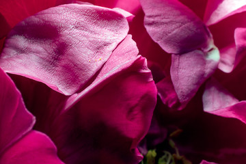 Rose petals. Detail close up. Macro photography