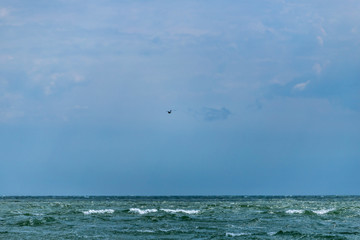 seagull over the sea