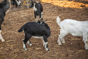 Goats on the farm. Goats give milk, meat and wool. Cute kids in the pen for animals. Farm Livestock in the country. Black and white kids in a series of photos.