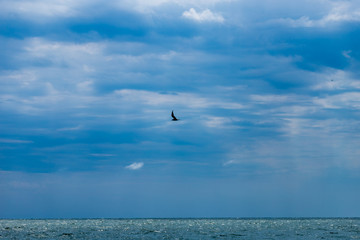 Fototapeta na wymiar seagull flying over sea