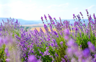 Lavender flowers on the field in Sunny weather