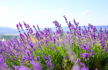 Lavender flowers on the field in Sunny weather