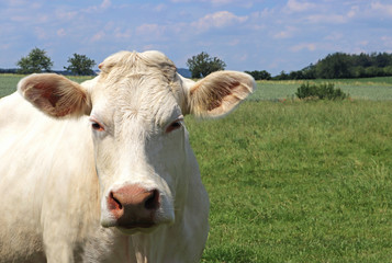 portrait of a Charolais cow