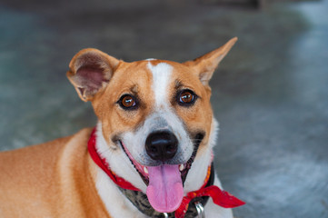 Cute sitting smiling Thai’s local dog.