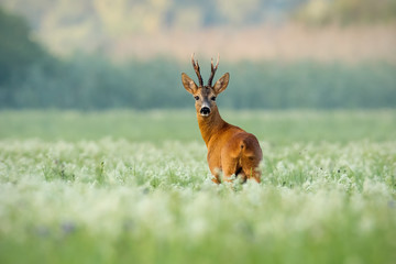 Naklejka na ściany i meble Strong roe deer, capreolus capreolus, buck with dark antlers on a meadow with wildflowers early in the morning. Alerted wild animal looking to camera with green blurred background and copy space.