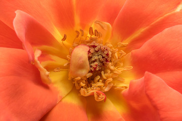 Stamens and rose petals. Detail close up. Macro photography