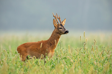 Roe deer, capreolus capreolus, buck standing in tall grass looking away in summer. Male deer animal in the wild.