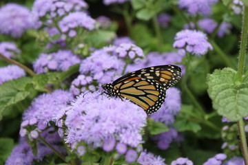 Butterfly on Flower