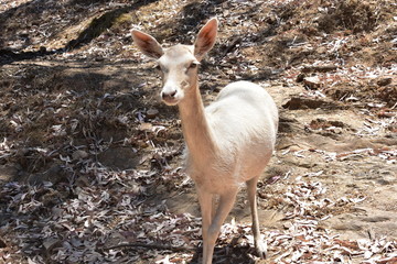 Beautiful Deer Portrait