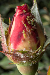 Aphids in a rosebud. Detail close up. Macro photography