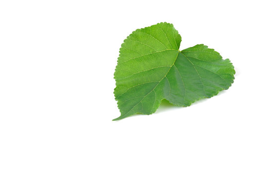 Mulberry fruit leaves isolated on white background