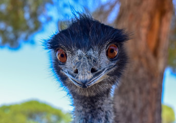 Emu Wildlife Photography