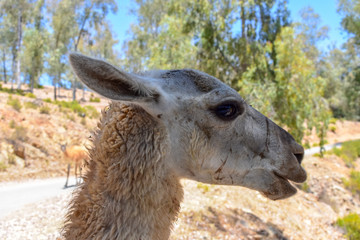 Fototapeta premium Llama Animal Portrait
