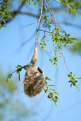 Nest einer Beutelmeise (Remiz pendulinus) im Frühling in einem Naturschutzgebiet bei Magdeburg 