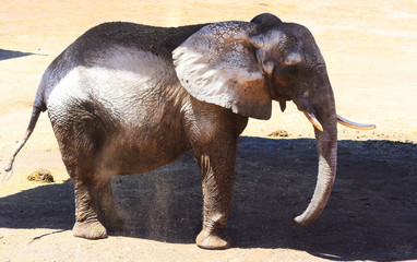 Elephas maximus ( Asian elephant)