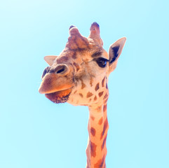 giraffe isolated on white background