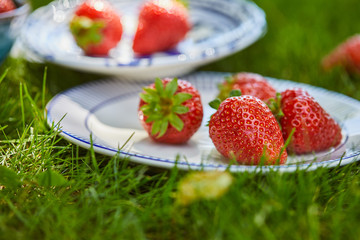 selective focus of organic strawberries in plates on green grass