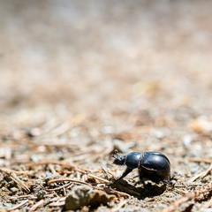 ein Mistkäfer (Anoplotrupes stercorosus) auf einem Wanderweg im Wald